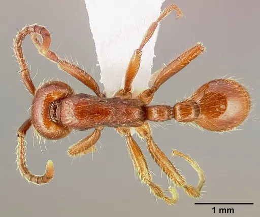 Neivamyrmex californicus specimen CASENT0005330 image casent0005330_1