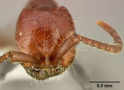 Neivamyrmex californicus specimen CASENT0005330 image casent0005330_2
