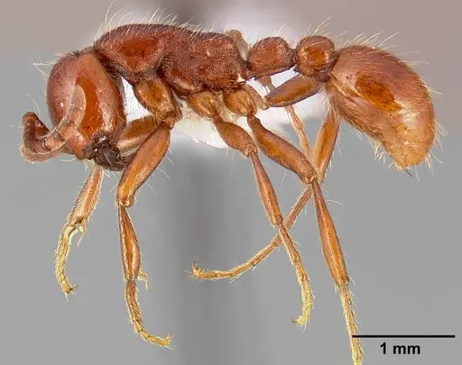 Neivamyrmex californicus specimen CASENT0005330 image casent0005330_3