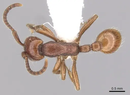Neivamyrmex californicus specimen CASENT0249473 image casent0249473_1