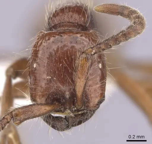 Neivamyrmex californicus specimen CASENT0249473 image casent0249473_2