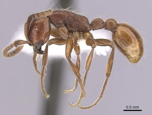 Neivamyrmex californicus specimen CASENT0249473 image casent0249473_3