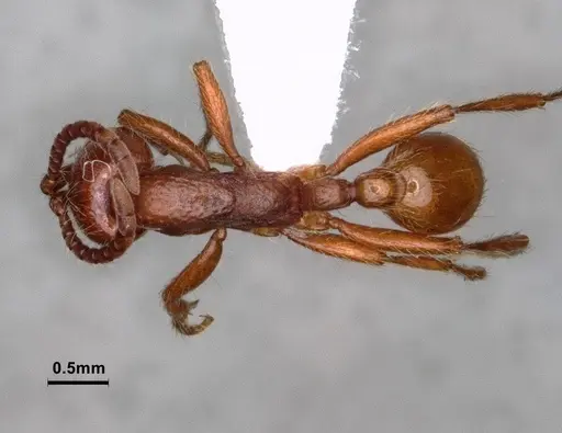 Neivamyrmex californicus specimen CASENT0883398 image casent0883398_1