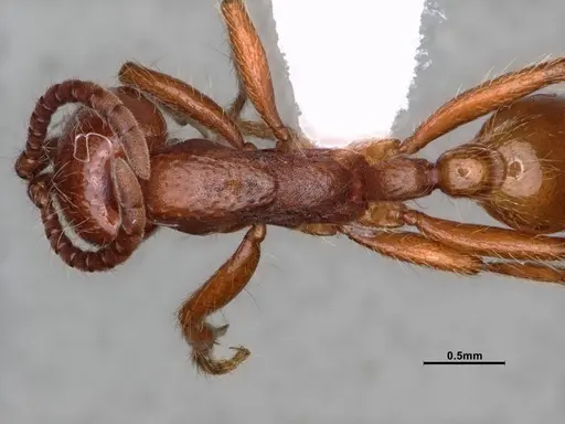 Neivamyrmex californicus specimen CASENT0883398 image casent0883398_2