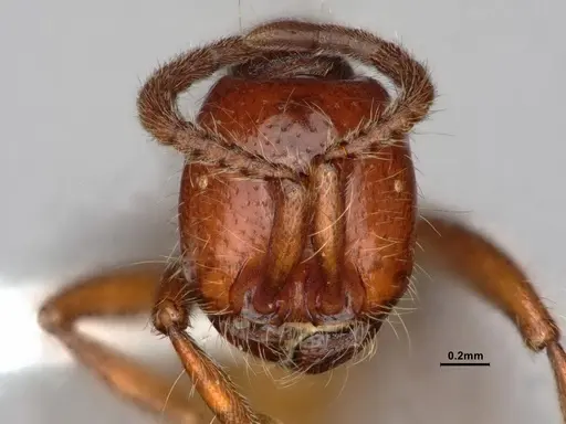 Neivamyrmex californicus specimen CASENT0883398 image casent0883398_3
