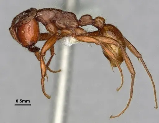 Neivamyrmex californicus specimen CASENT0883398 image casent0883398_4