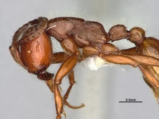 Neivamyrmex californicus specimen CASENT0883398 image casent0883398_5
