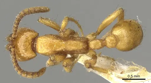 Neivamyrmex californicus specimen CASENT0902640 image casent0902640_1