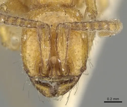 Neivamyrmex californicus specimen CASENT0902640 image casent0902640_2