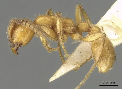 Neivamyrmex californicus specimen CASENT0902640 image casent0902640_3