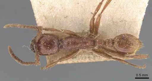 Neivamyrmex californicus specimen CASENT0905952 image casent0905952_1