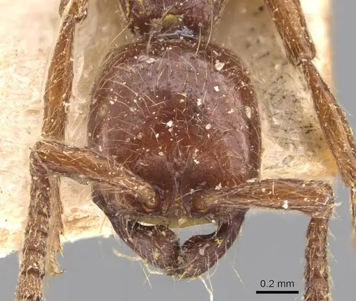 Neivamyrmex californicus specimen CASENT0905952 image casent0905952_2