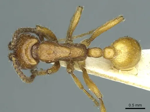 Neivamyrmex californicus specimen CASENT0915857 image casent0915857_1