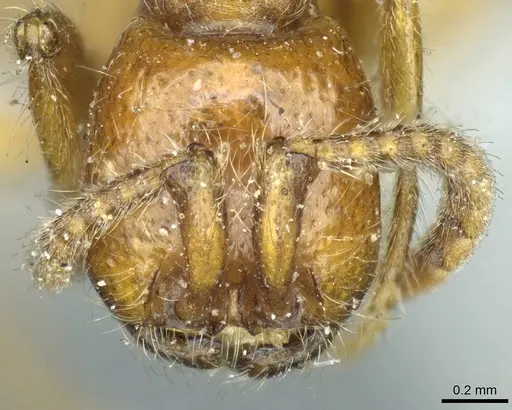 Neivamyrmex californicus specimen CASENT0915857 image casent0915857_2