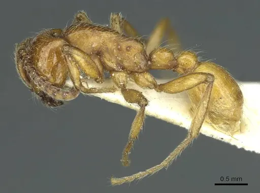 Neivamyrmex californicus specimen CASENT0915857 image casent0915857_3