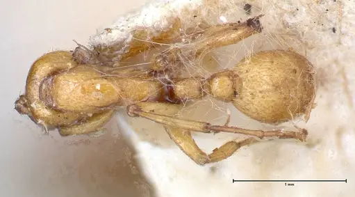 Neivamyrmex californicus specimen FOCOL0389-1 image focol0389-1_1