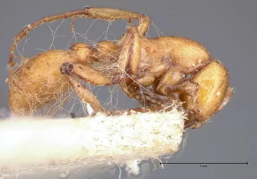 Neivamyrmex californicus specimen FOCOL0389-1 image focol0389-1_3