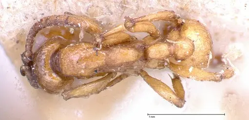 Neivamyrmex californicus specimen FOCOL0389-2 image focol0389-2_1