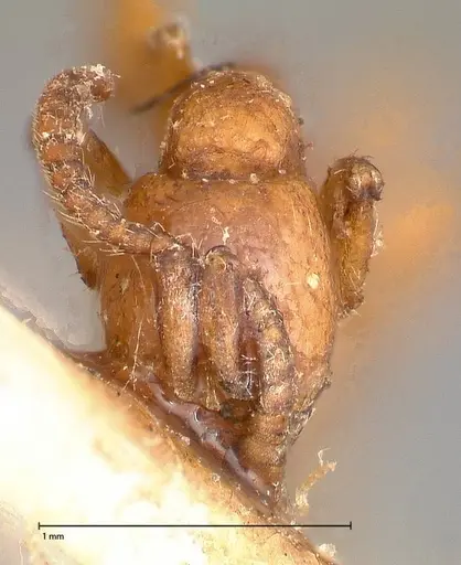 Neivamyrmex californicus specimen FOCOL0389-2 image focol0389-2_2
