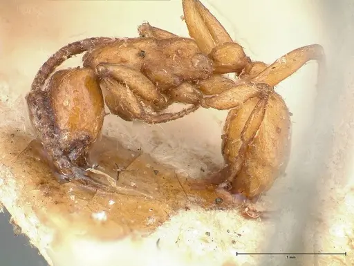Neivamyrmex californicus specimen FOCOL0389-2 image focol0389-2_3