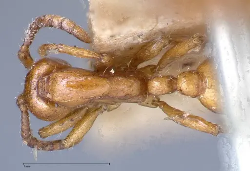 Neivamyrmex californicus specimen FOCOL0389-3 image focol0389-3_1