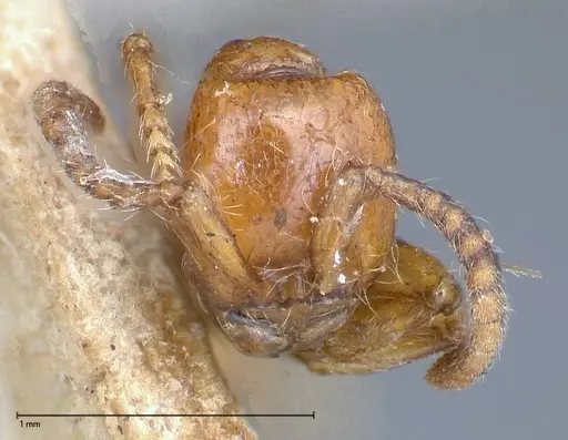 Neivamyrmex californicus specimen FOCOL0389-3 image focol0389-3_2