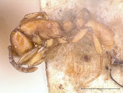 Neivamyrmex californicus specimen FOCOL0389-3 image focol0389-3_3