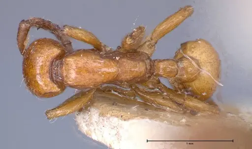 Neivamyrmex californicus specimen FOCOL0389-4 image focol0389-4_1