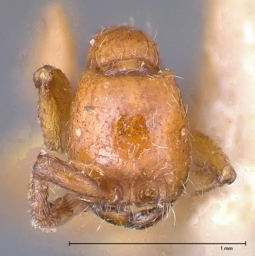 Neivamyrmex californicus specimen FOCOL0389-4 image focol0389-4_2