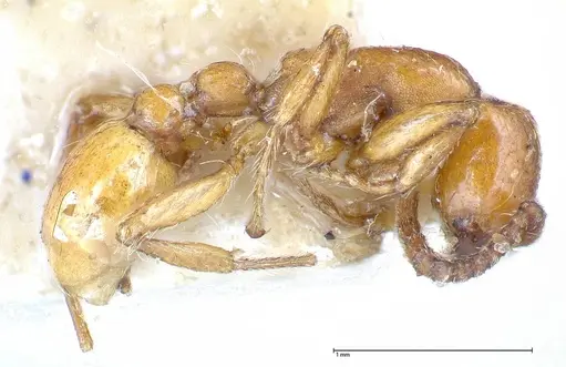 Neivamyrmex californicus specimen FOCOL0389-4 image focol0389-4_3