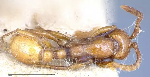 Neivamyrmex californicus specimen FOCOL0389-5 image focol0389-5_1