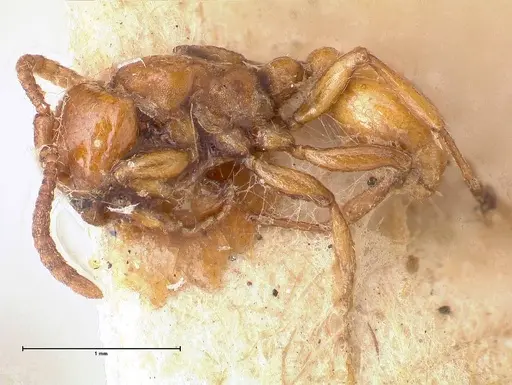 Neivamyrmex californicus specimen FOCOL0389-5 image focol0389-5_3