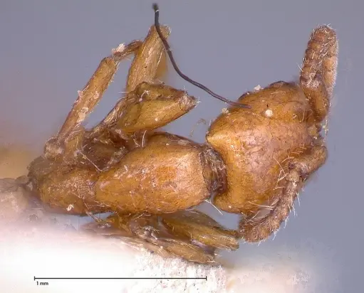Neivamyrmex californicus specimen FOCOL0389-6 image focol0389-6_1