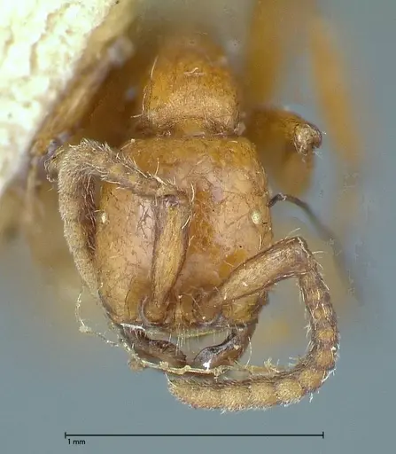 Neivamyrmex californicus specimen FOCOL0389-6 image focol0389-6_2