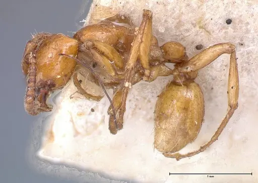 Neivamyrmex californicus specimen FOCOL0389-6 image focol0389-6_3