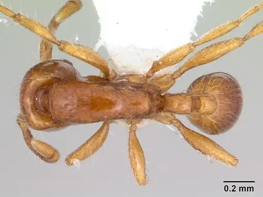 Neivamyrmex carettei specimen CASENT0173521 image casent0173521_1