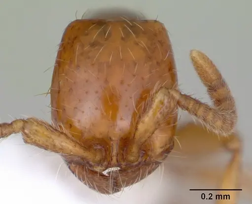 Neivamyrmex carettei specimen CASENT0173521 image casent0173521_2