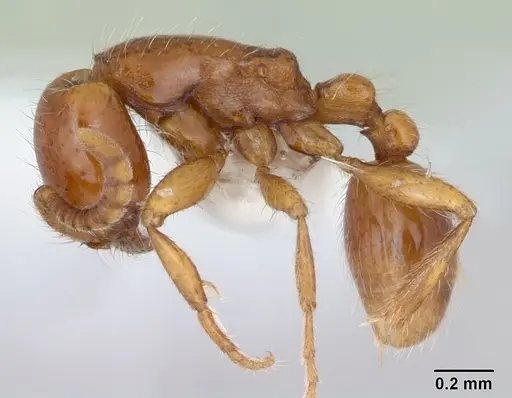 Neivamyrmex carettei specimen CASENT0173521 image casent0173521_3