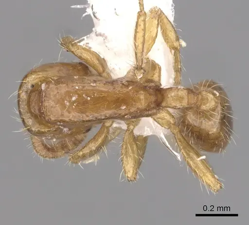 Neivamyrmex carettei specimen CASENT0249474 image casent0249474_1