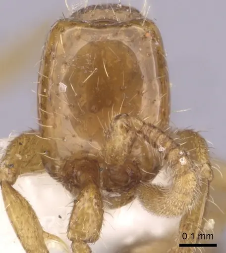 Neivamyrmex carettei specimen CASENT0249474 image casent0249474_2