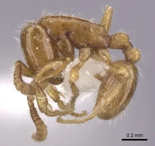 Neivamyrmex carettei specimen CASENT0249474 image casent0249474_3