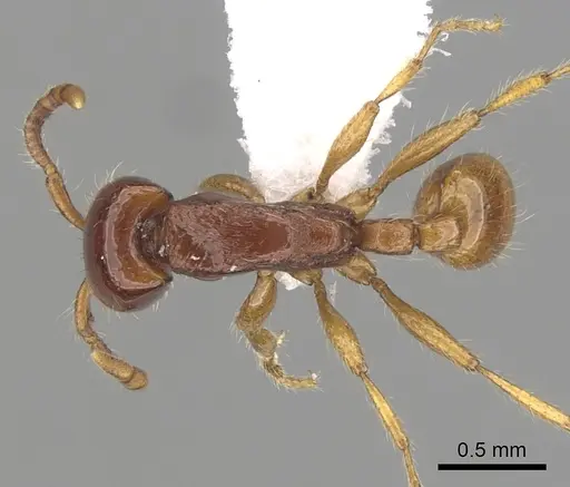 Neivamyrmex carettei specimen CASENT0249475 image casent0249475_1
