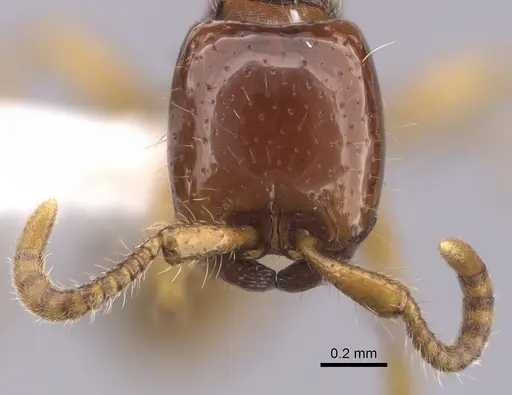 Neivamyrmex carettei specimen CASENT0249475 image casent0249475_2