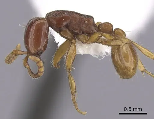 Neivamyrmex carettei specimen CASENT0249475 image casent0249475_3