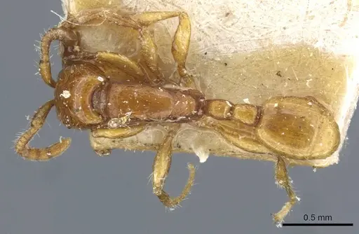 Neivamyrmex carettei specimen CASENT0905953 image casent0905953_1