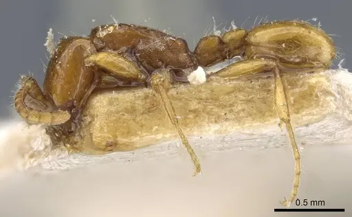 Neivamyrmex carettei specimen CASENT0905953 image casent0905953_3