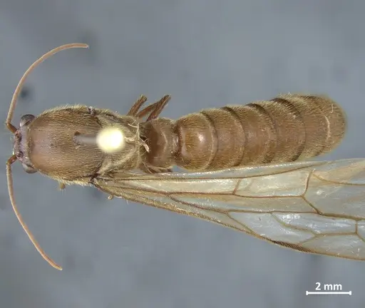 Neivamyrmex carinifrons specimen DZUP550155 image dzup550155_1