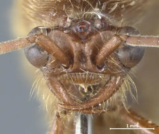 Neivamyrmex carinifrons specimen DZUP550155 image dzup550155_2