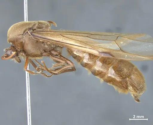 Neivamyrmex carinifrons specimen DZUP550155 image dzup550155_3