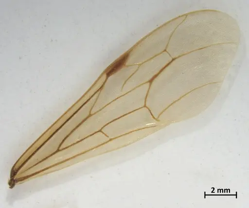 Neivamyrmex carinifrons specimen DZUP550155 image dzup550155_4